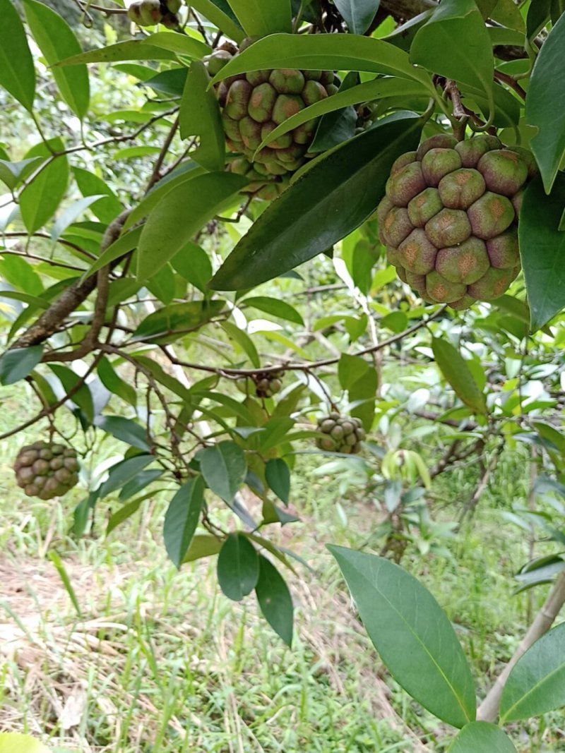 黑老虎果