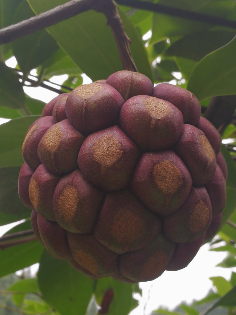 黑老虎果