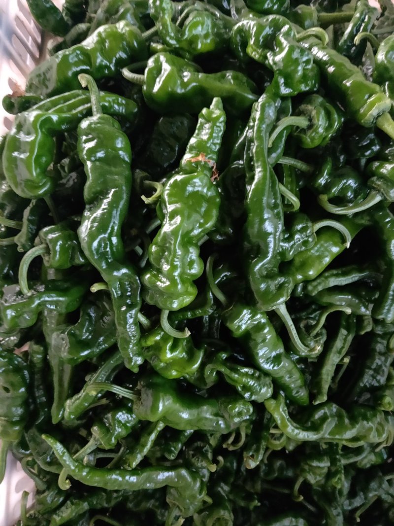 小皱皮辣椒，特辣，鲜辣椒，一件代发，欢迎各位老板前来联系，