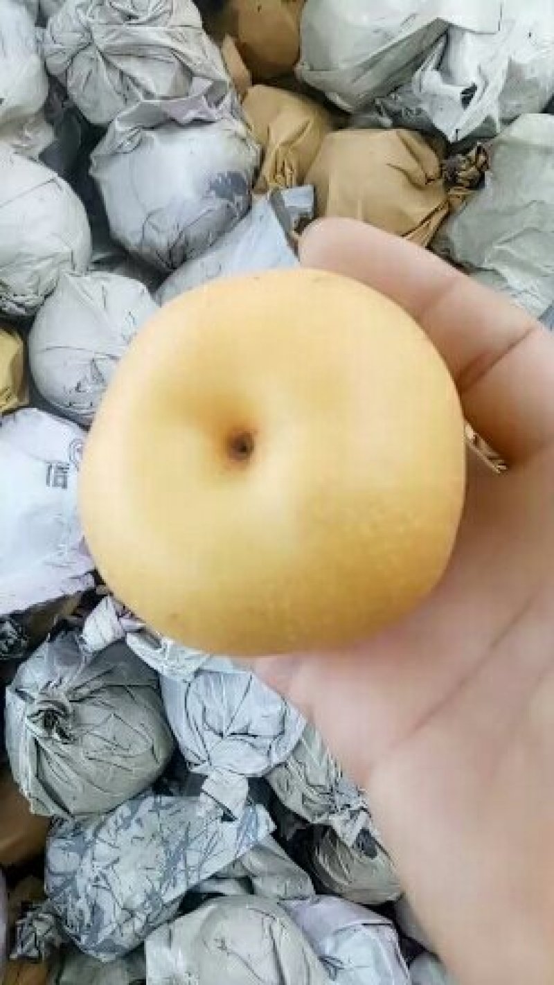 秋月梨