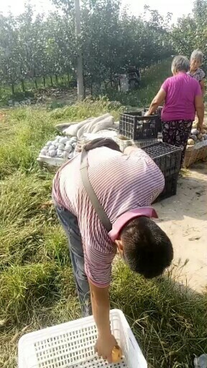秋月梨