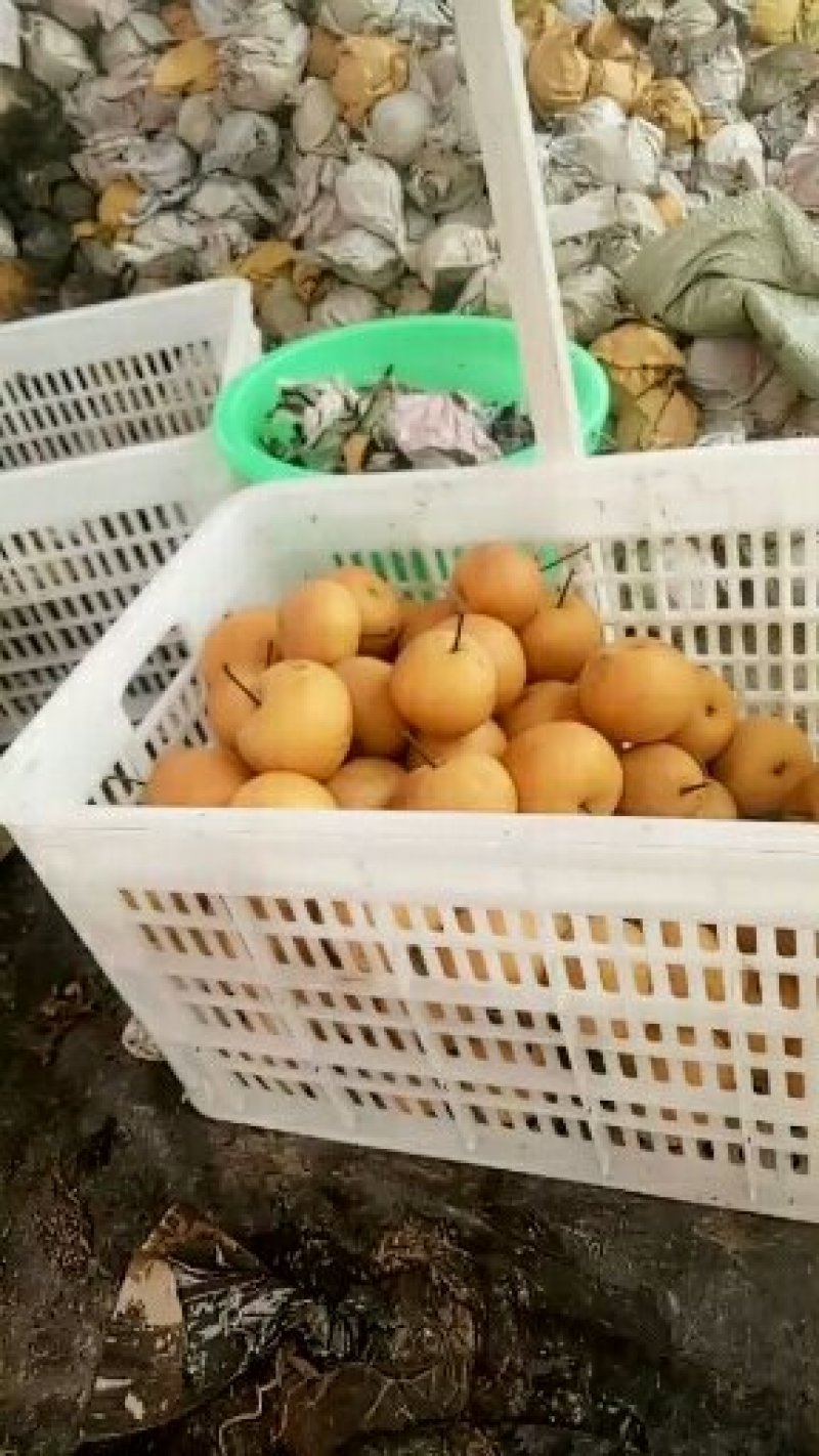 秋月梨