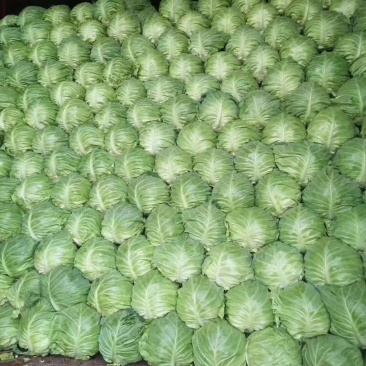 大量大棚甘蓝大量上市