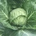 有机花菜，青梗散花，质量保证，代发各地市场，诚信经营，实