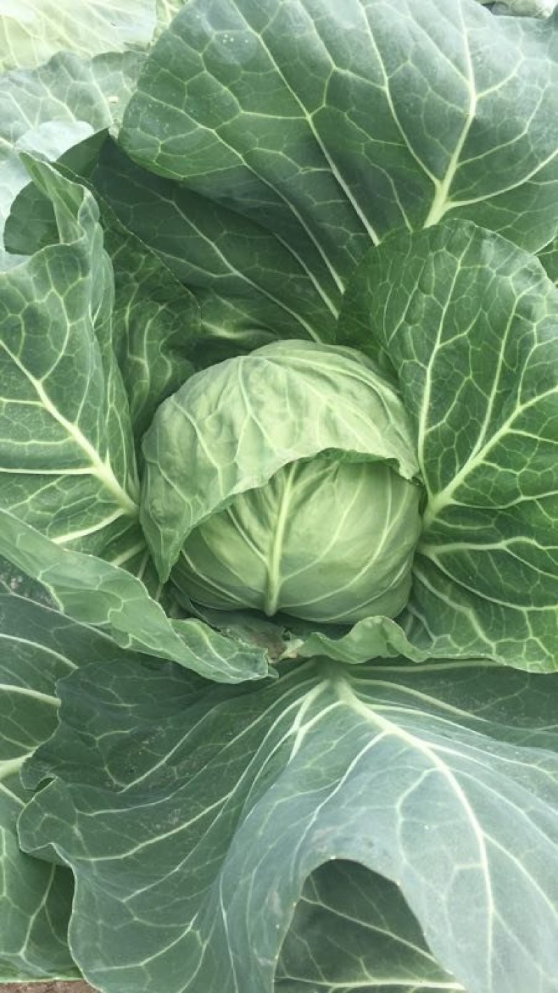 有机花菜，青梗散花，质量保证，代发各地市场，诚信经营，实