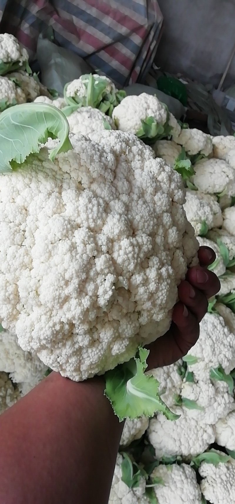 有机花菜，青梗散花，质量保证，代发各地市场，诚信经营，实