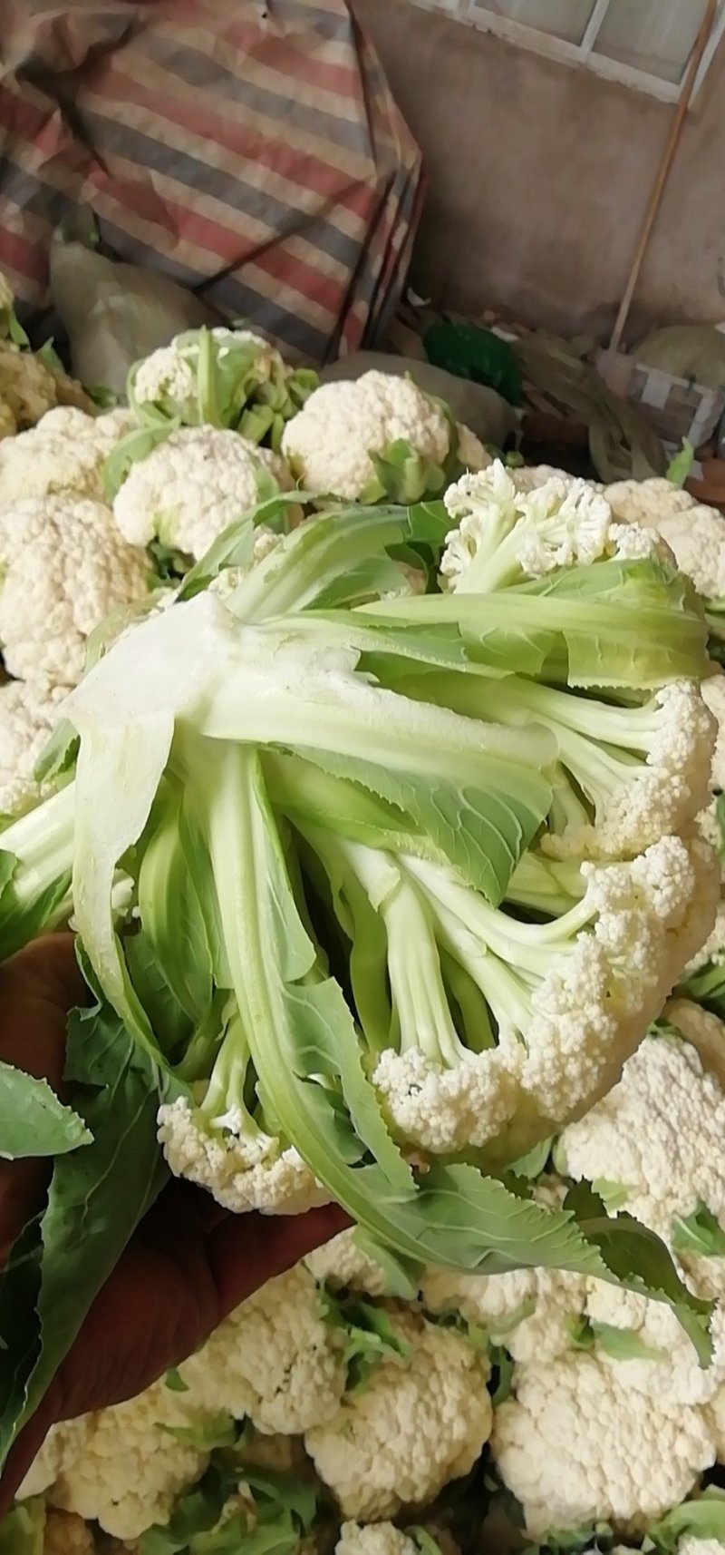 有机花菜，青梗散花，质量保证，代发各地市场，诚信经营，实