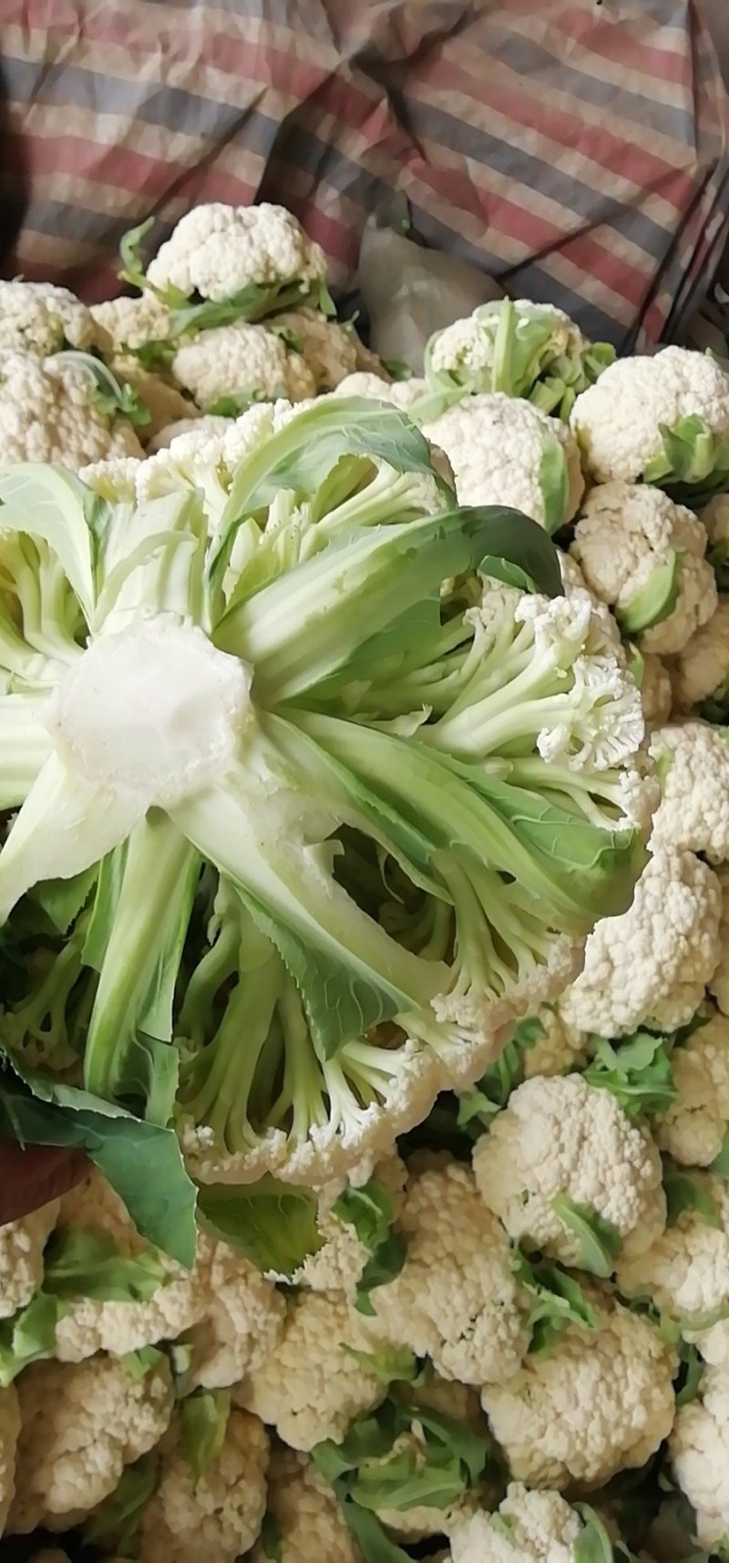 有机花菜，青梗散花，质量保证，代发各地市场，诚信经营，实