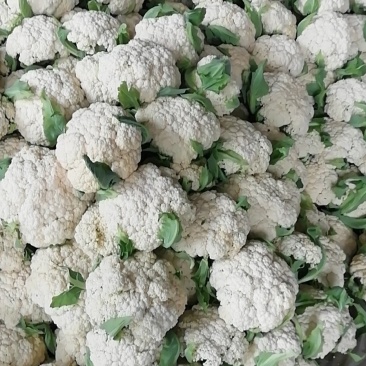 有机花菜，青梗散花，质量保证，代发各地市场，诚信经营，实
