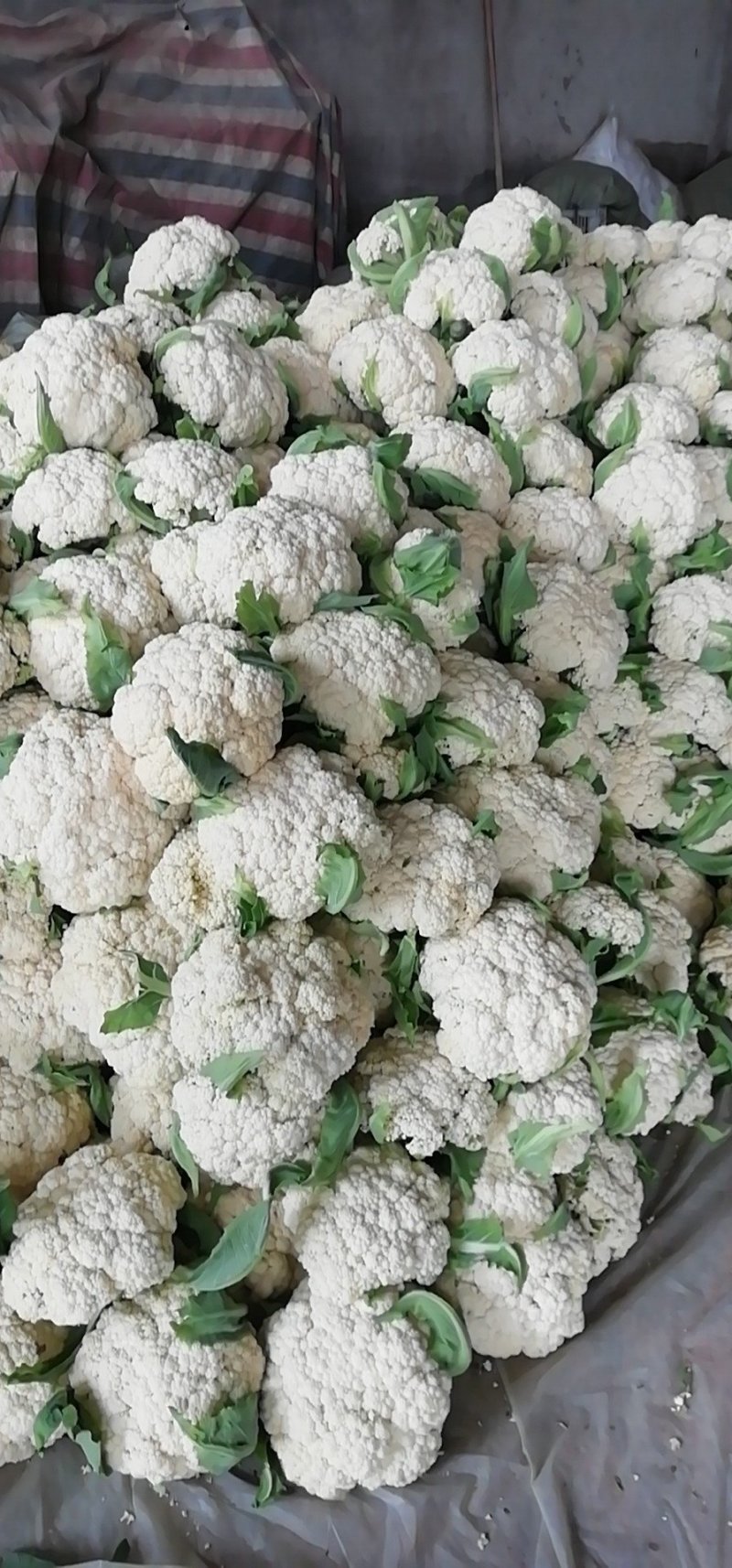 有机花菜，青梗散花，质量保证，代发各地市场，诚信经营，实