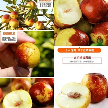 沾化富硒冬枣，百果之王