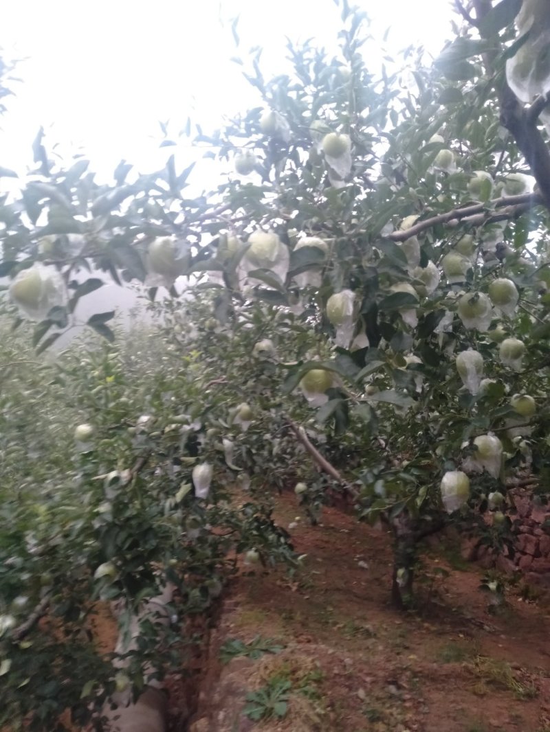 金帅苹果大量上市有需要的老板请联系