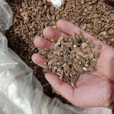 蒲公英茶