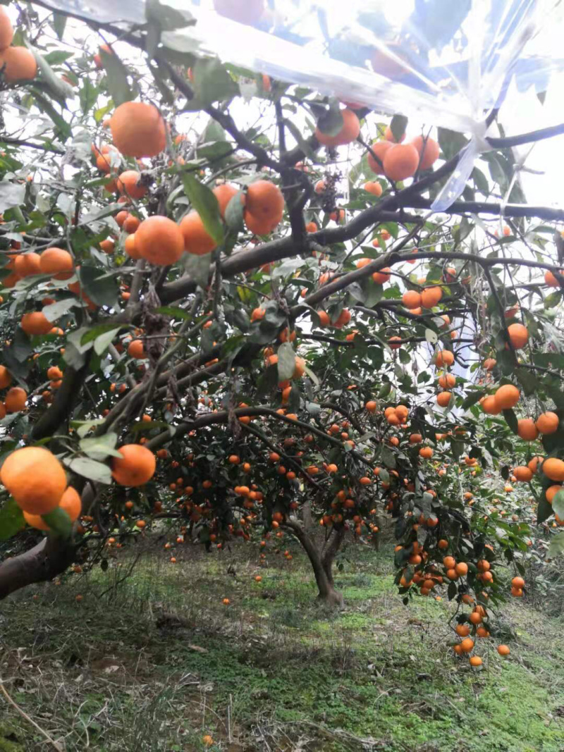 湖北宜昌富橘农业，蜜桔批发、自己的工厂无中间商。