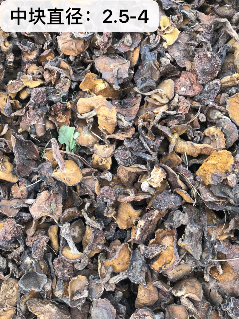 产地直批松蘑蛾子分级加工合作代收21～23