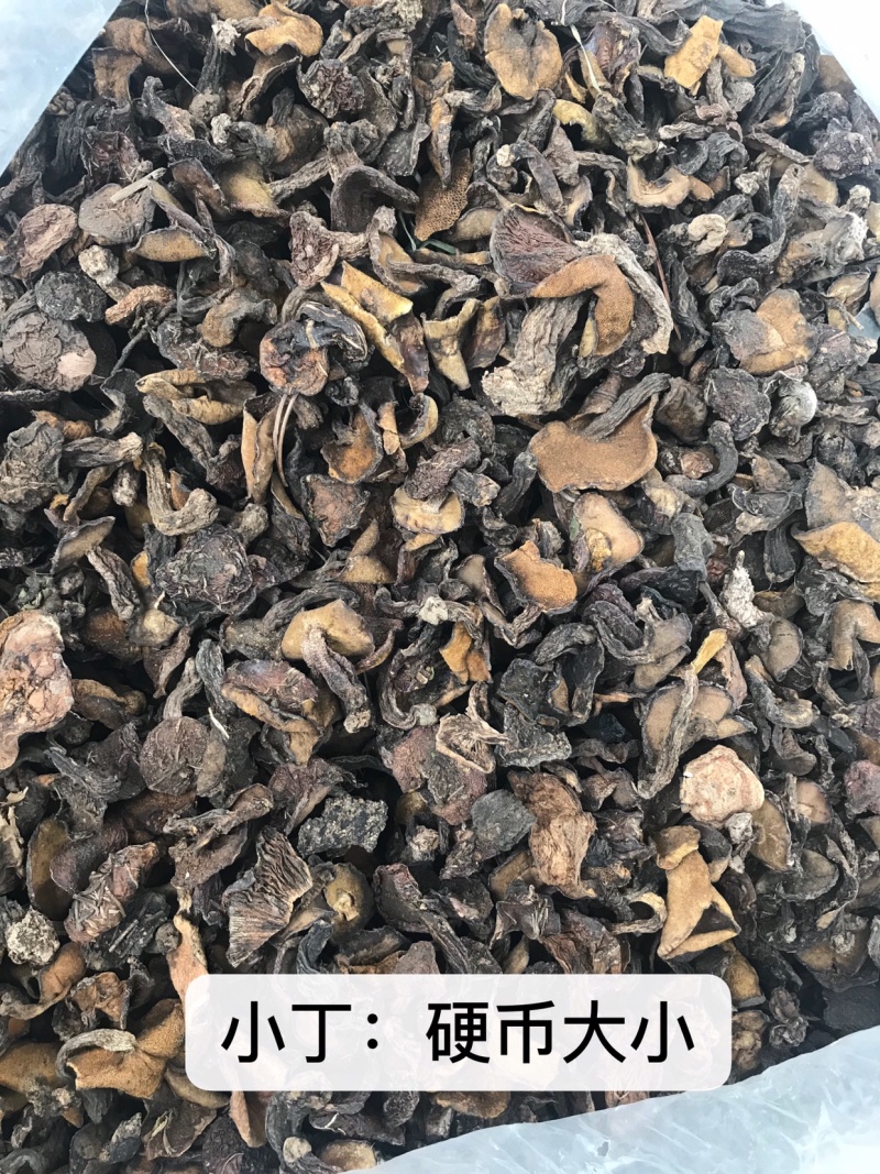 产地直批松蘑蛾子分级加工合作代收21～23