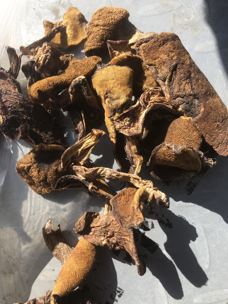 产地直批松蘑蛾子分级加工合作代收21～23