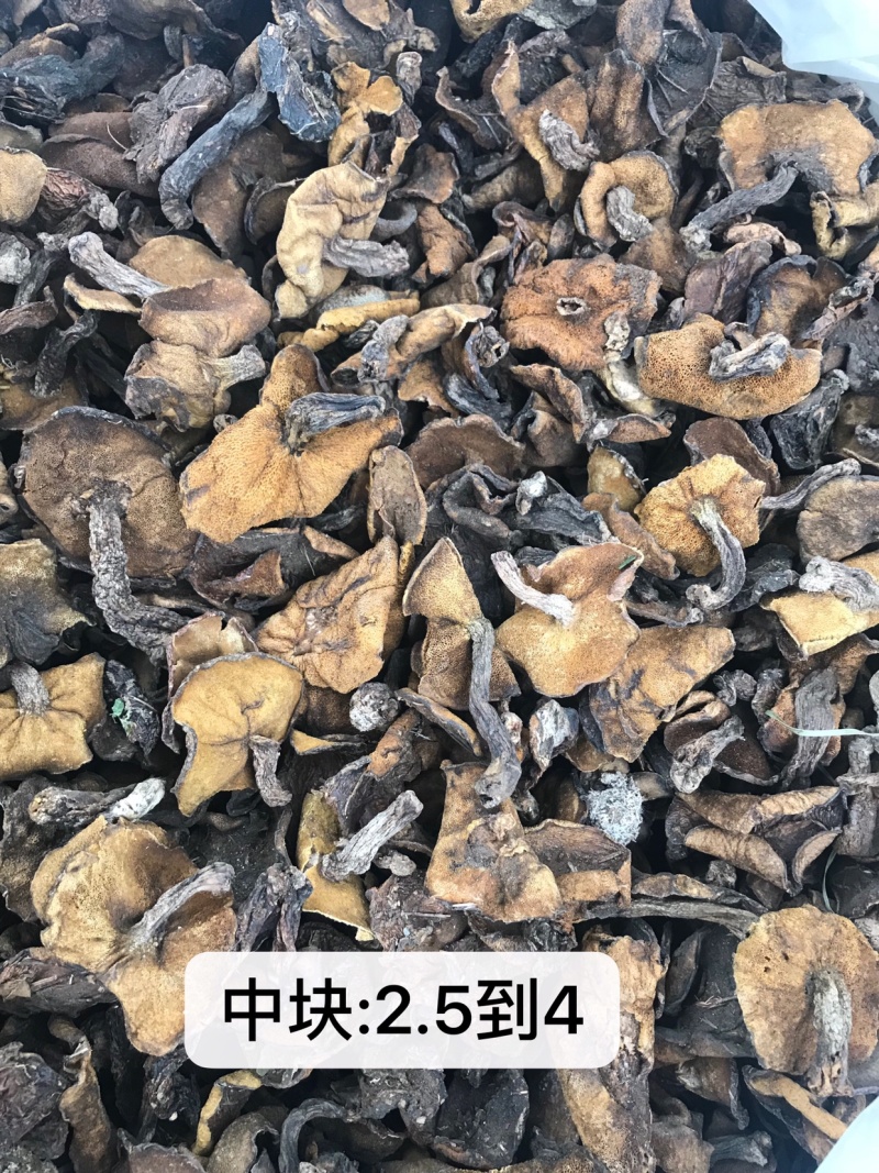 产地直批松蘑蛾子分级加工合作代收21～23