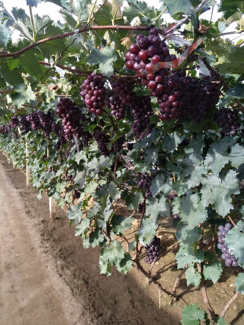 辽南巨峰葡萄大量出售