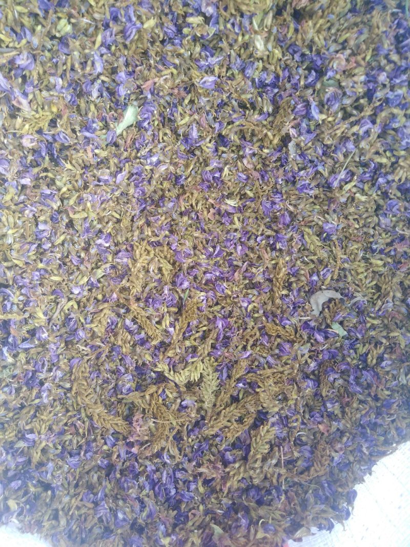葛花！！！！！！！！！！！！！！！！！！！！