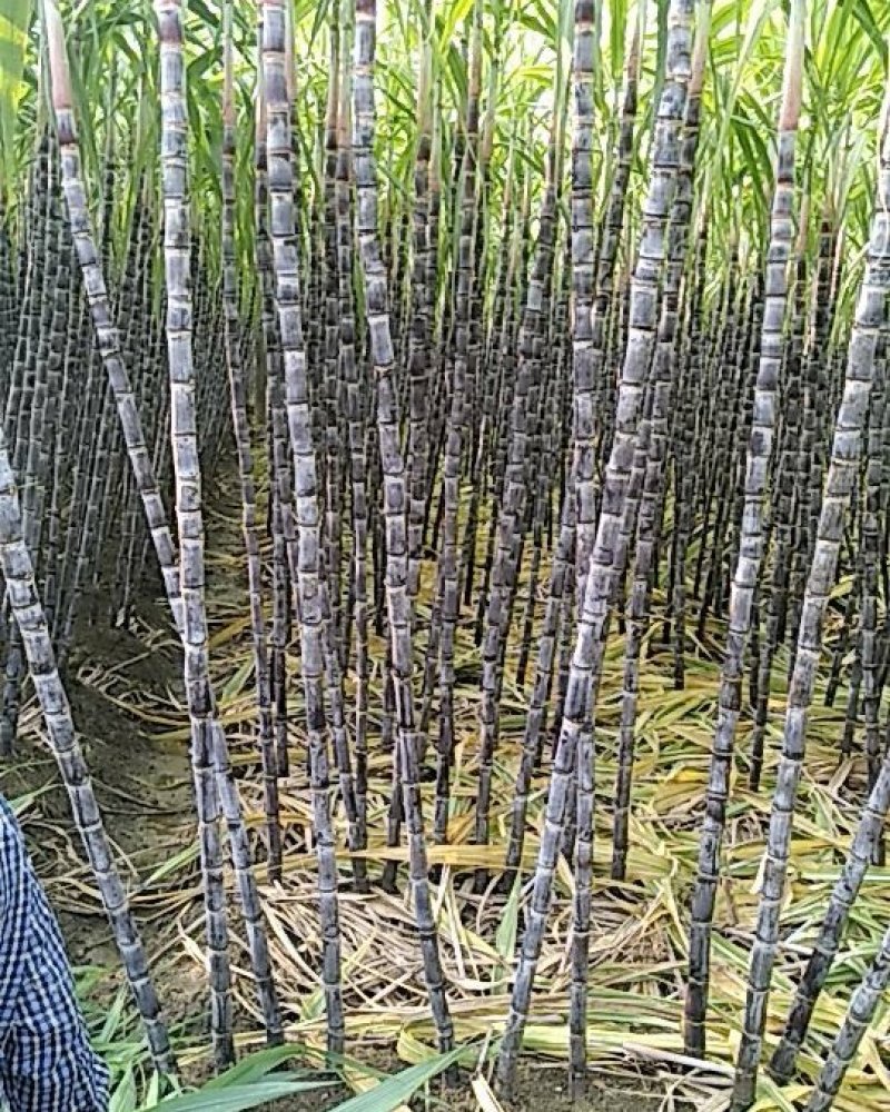 黑皮甘蔗产地直供有便宜回程车提供一条龙服务
