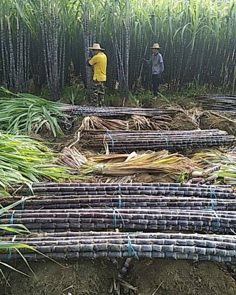 黑皮甘蔗产地直供有便宜回程车提供一条龙服务