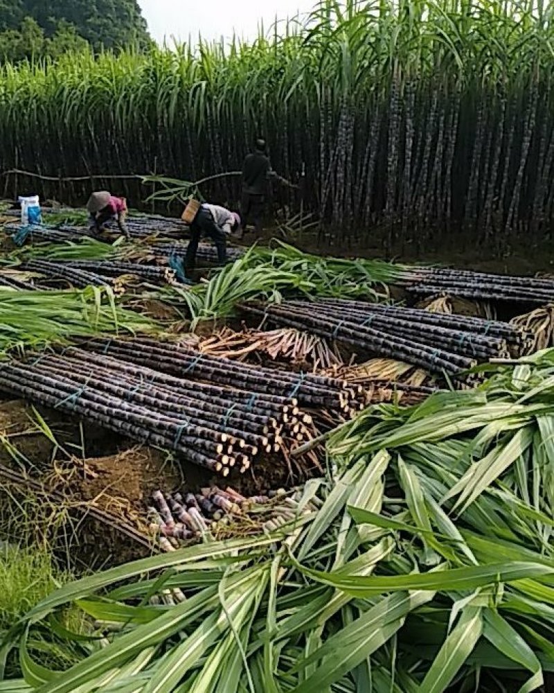 黑皮甘蔗产地直供有便宜回程车提供一条龙服务