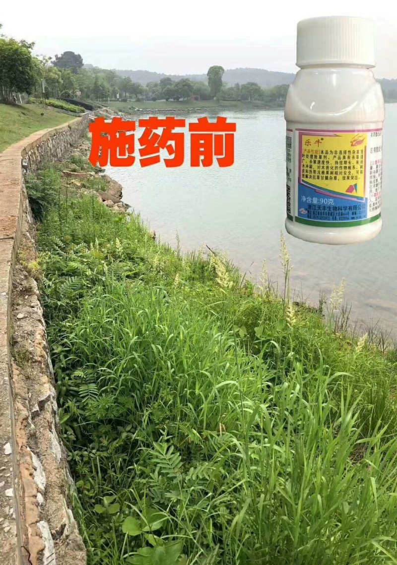 乐牛32%氧氟草铵膦果园林地牛筋草节节草小飞蓬杂草除草剂