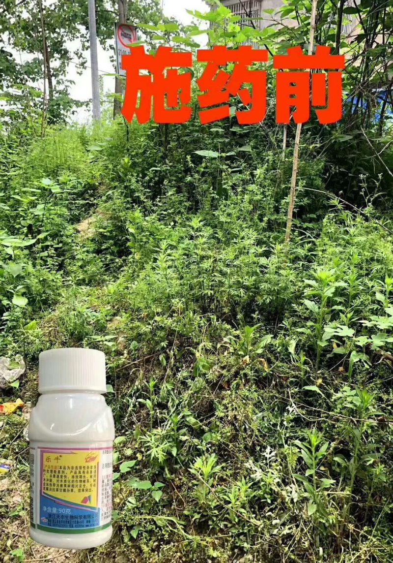 乐牛32%氧氟草铵膦果园林地牛筋草节节草小飞蓬杂草除草剂