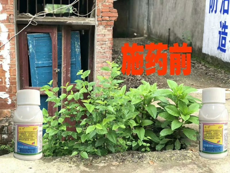 乐牛32%氧氟草铵膦果园林地牛筋草节节草小飞蓬杂草除草剂