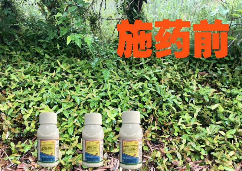 乐牛32%氧氟草铵膦果园林地牛筋草节节草小飞蓬杂草除草剂