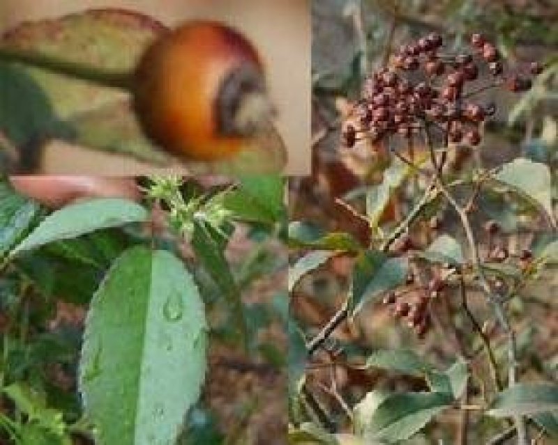 无刺蔷薇直杆独杆月季玫瑰嫁接砧木多头老桩高杆树桩山木香