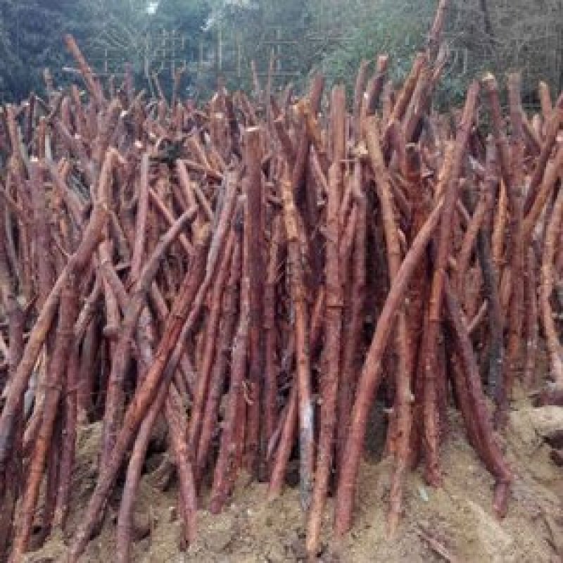 无刺蔷薇直杆独杆月季玫瑰嫁接砧木多头老桩高杆树桩山木香