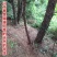 无刺蔷薇直杆独杆月季玫瑰嫁接砧木多头老桩高杆树桩山木香