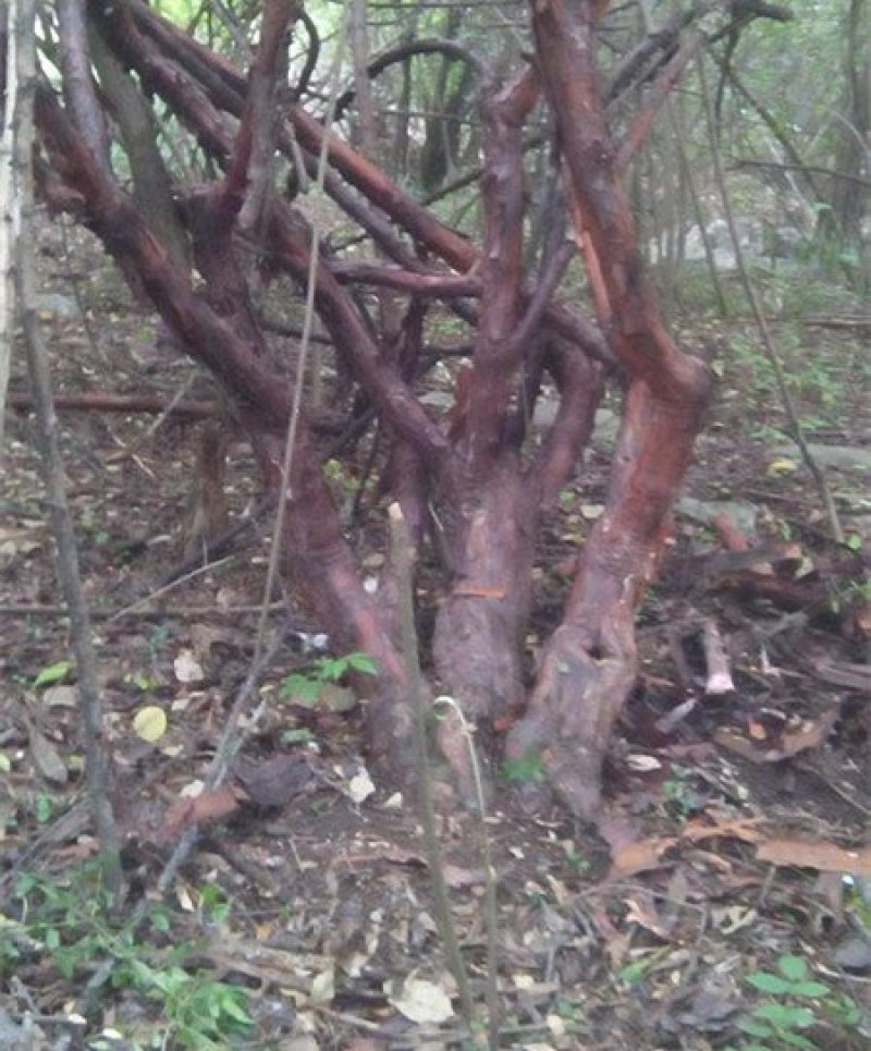 无刺蔷薇直杆独杆月季玫瑰嫁接砧木多头老桩高杆树桩山木香