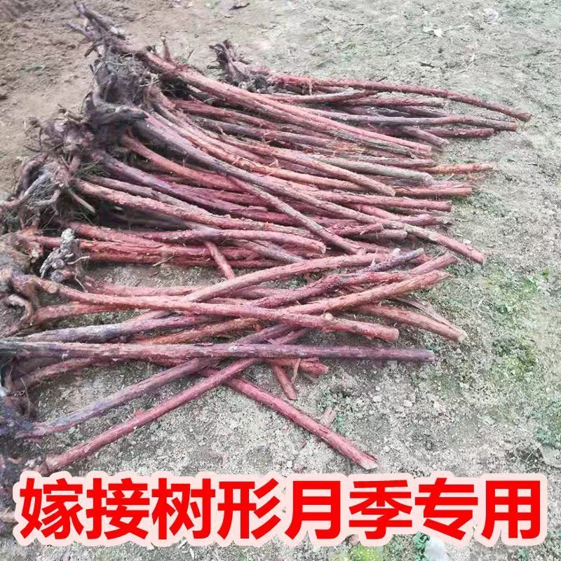无刺蔷薇直杆独杆月季玫瑰嫁接砧木多头老桩高杆树桩山木香