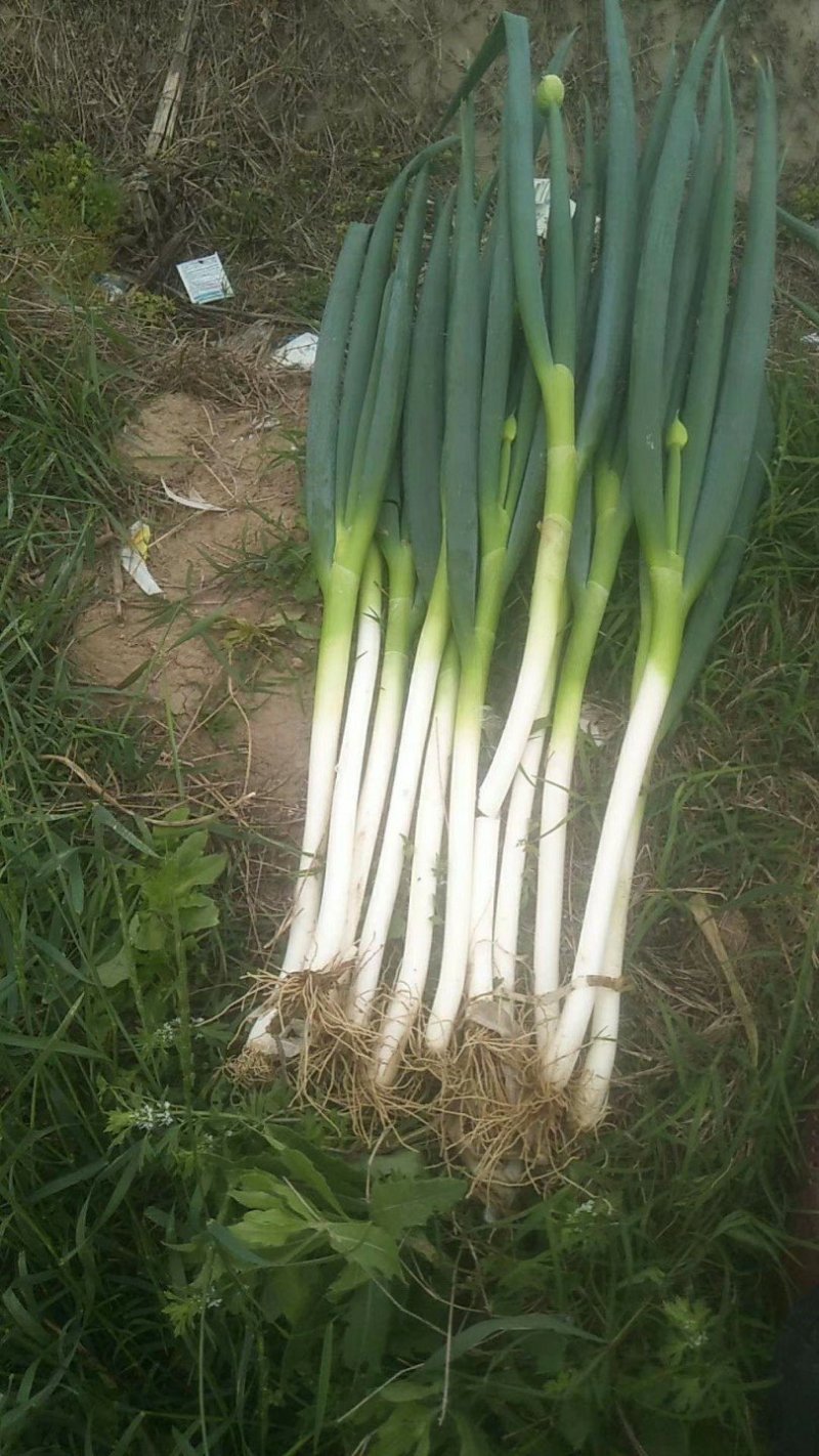 大葱【河南开封通许万亩基地直供高质量高标准】