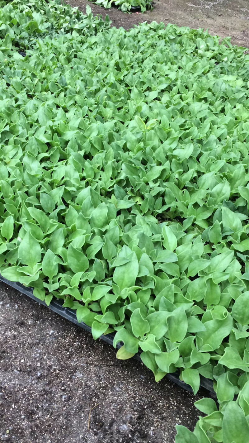 水晶冰菜苗子冰菜种子冰草种籽种苗春季冰草菜四季蔬菜苗