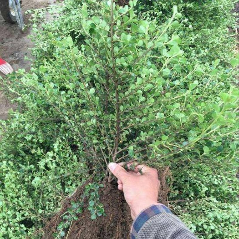 野生平枝栒子荀子苗适用于盆栽庭院绿化种植