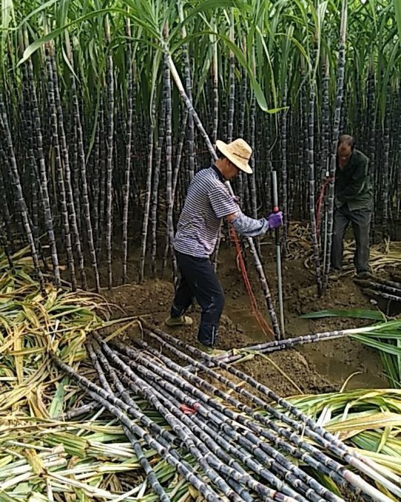 黑皮甘蔗产地直供有便宜回程车提供一条龙服务