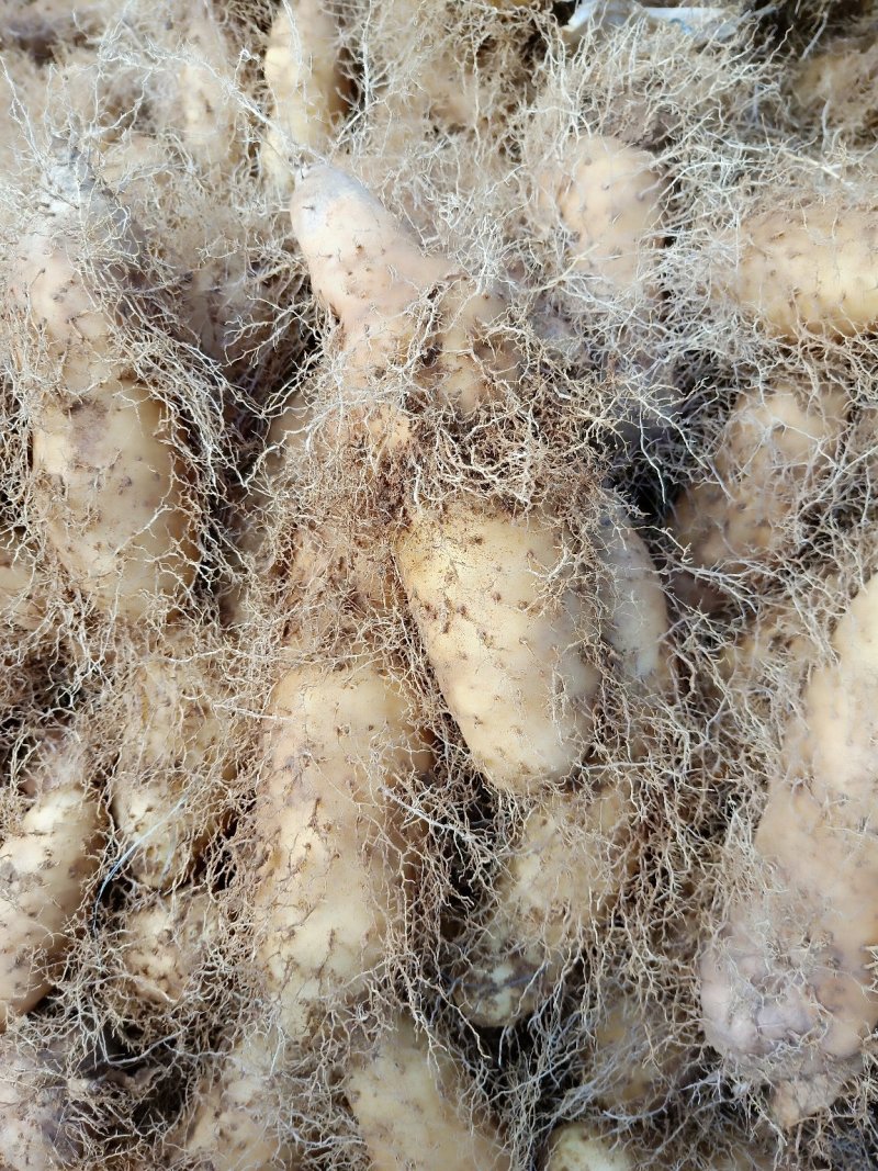 毛薯