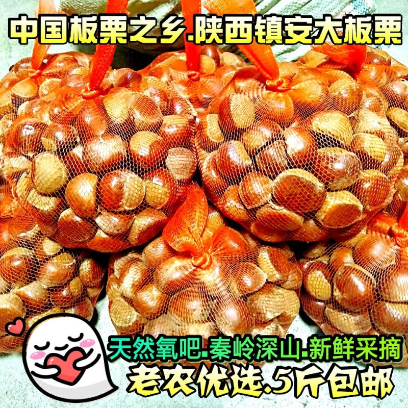 毛栗子镇安大板栗陕南特产板栗油栗子秦岭野生板栗子