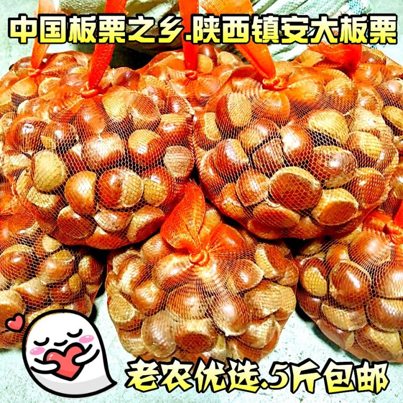 毛栗子镇安大板栗陕南特产板栗油栗子秦岭野生板栗子