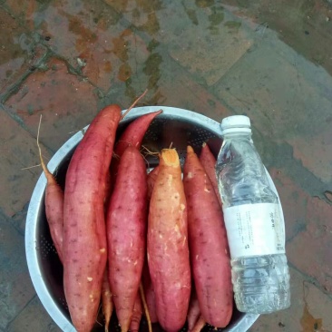 西瓜红红薯