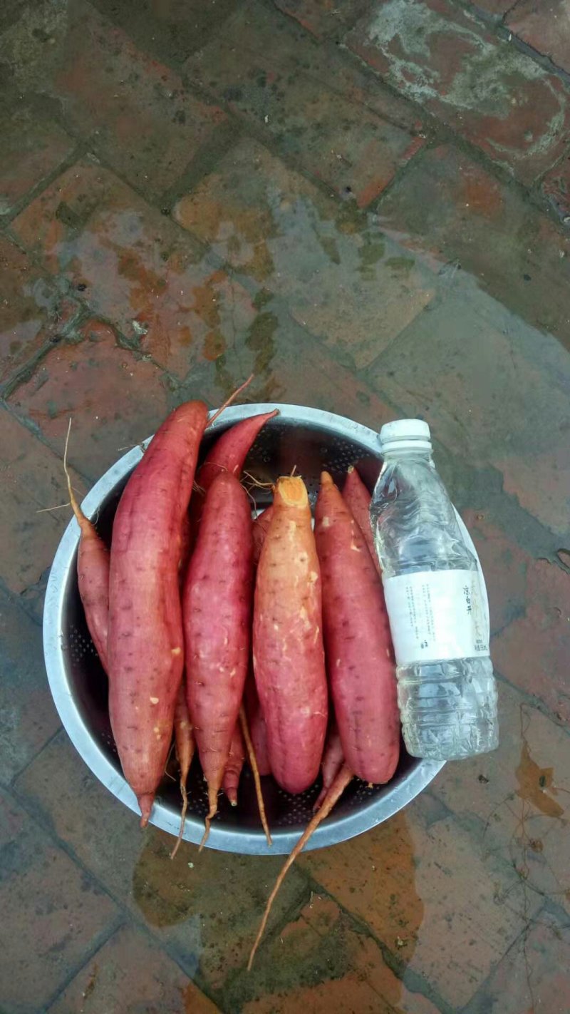 西瓜红红薯