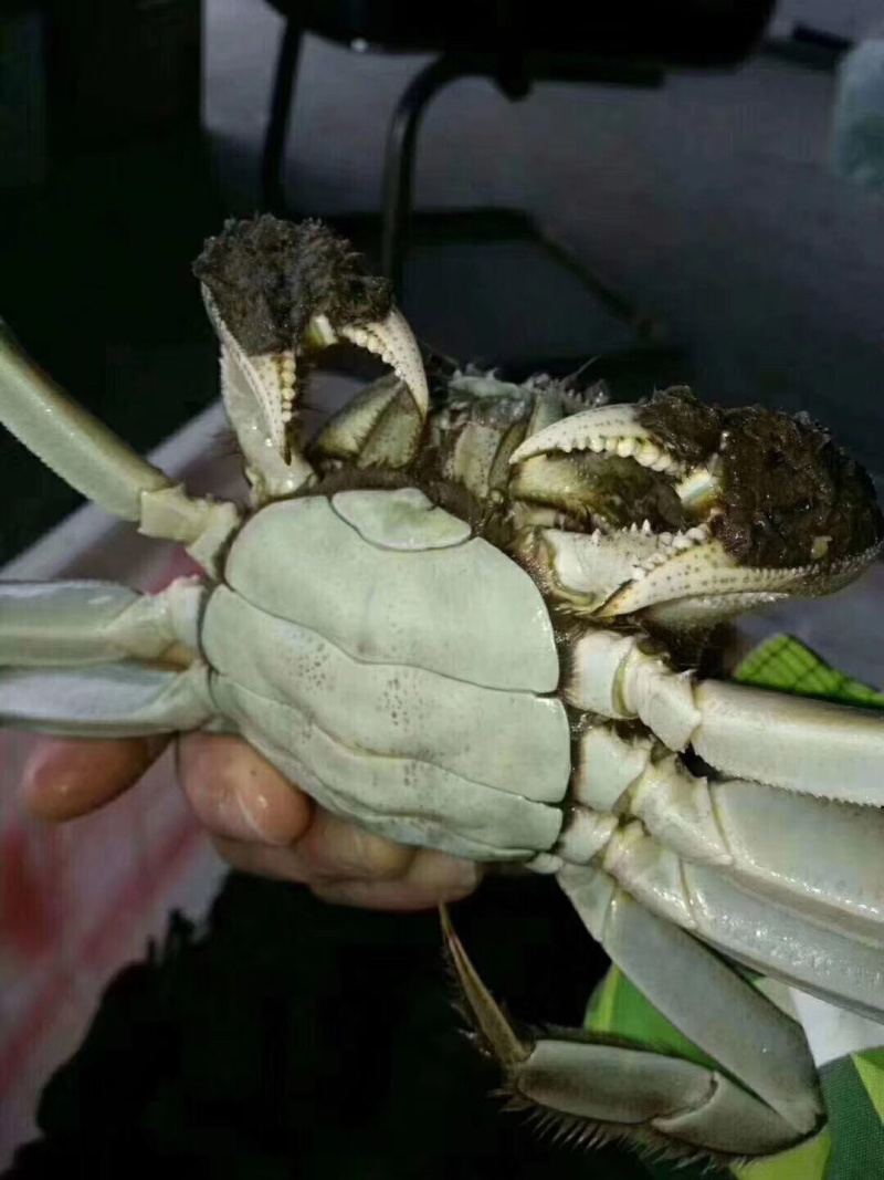 兴化大闸蟹
