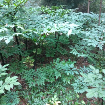 吴飞魔芋种植基地