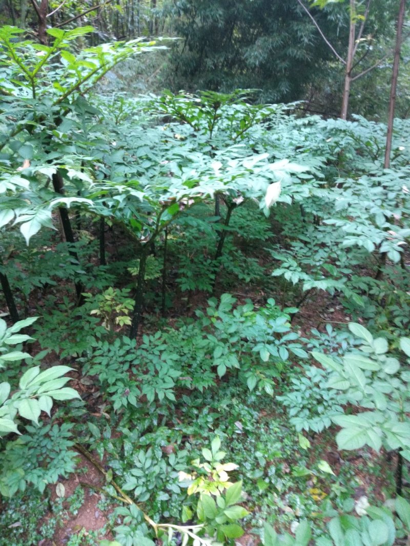 吴飞魔芋种植基地