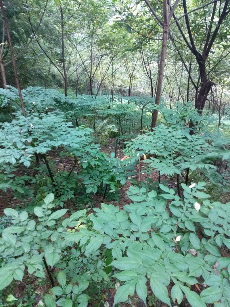 吴飞魔芋种植基地