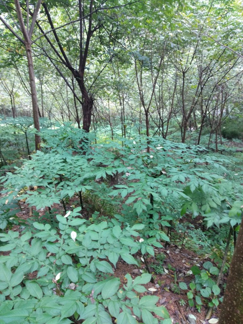 吴飞魔芋种植基地